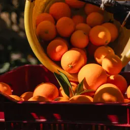 Ręka w rękawiczce wysypuje soczystą pomarańczę z żółtego wiadra do czerwonej skrzynki pełnej owoców.